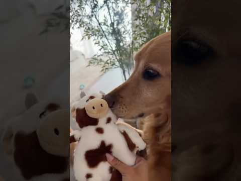 coming home to my golden retriever🥵goldenretreivers dog pup… サムネイル