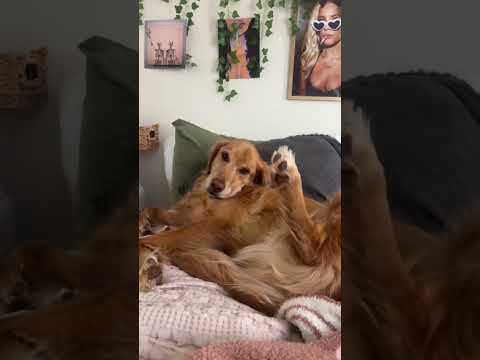 coming home to my golden retriever❤️india retreiver dog pup… サムネイル