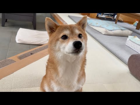 福ちゃんが元気なだけで家族みんな嬉しくて幸せです サムネイル