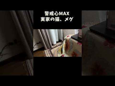 警戒心MAX実家猫メグ サムネイル
