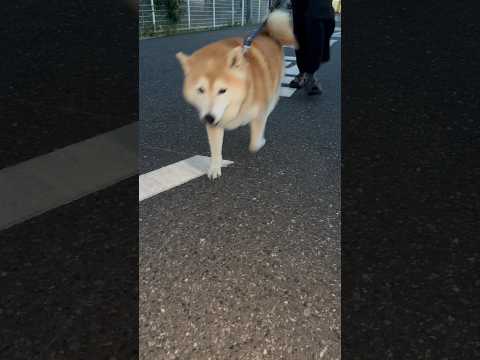 柴犬福 兄に呼ばれた時の柴犬🤣Brother and Shiba🤣shorts 柴犬 japanesedog shib… サムネイル