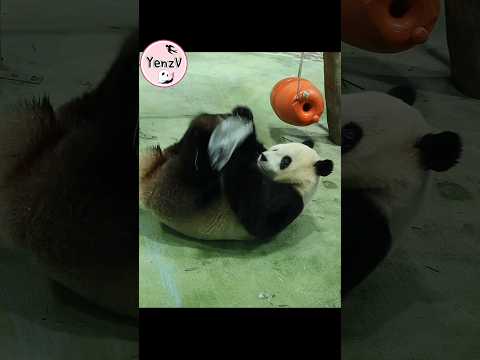 冰塊逃走,圓寶小跳一下🤣 panda cuteanimals  貓熊 taipeizoo 台北市立動物園 shorts サムネイル