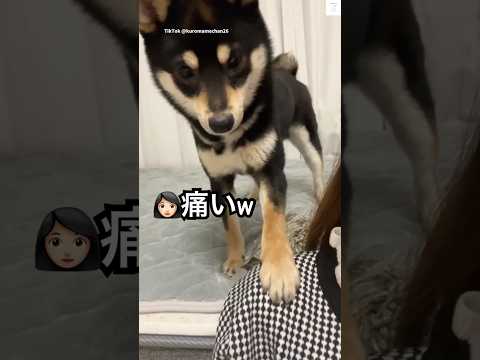 顔面パンチでおねだりする柴犬　　柴犬　豆柴　黒柴　犬　面白い サムネイル