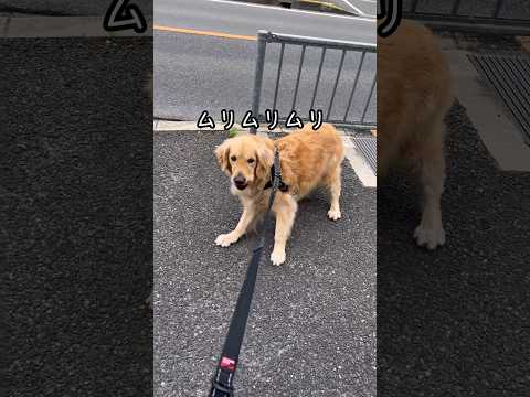 病院に気付いた犬 ゴールデンレトリバー 大型犬のいる生活 大型犬と子供 病院嫌い サムネイル