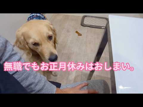 無職でも正月休みはちゃっかりありました。ゴールデンレトリバーティト サムネイル