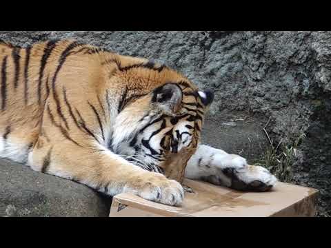サーシャちゃん　プレゼントチェック〜　アムールトラ🐯　浜松市動物園　00106 サムネイル