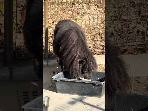 shorts クロゴマくん　浜松市動物園　IMG 8317 サムネイル