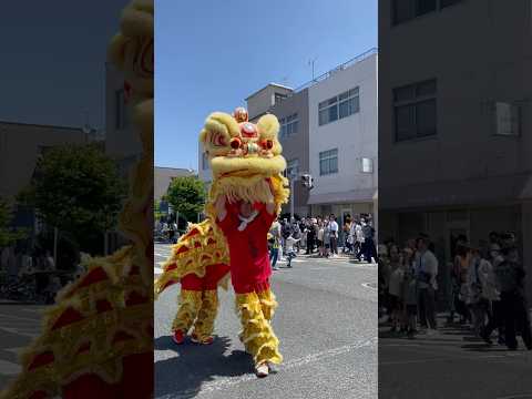 shorts Lion Dance   酒田まつり サムネイル