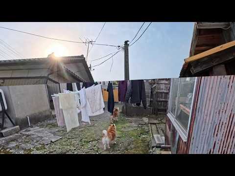 校長先生(カラス)の家庭訪問 サムネイル