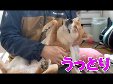 【弱点発見？】マッサージでうっとり脱力な柴犬小夏　須磨の砂　リードが壊れた時 サムネイル