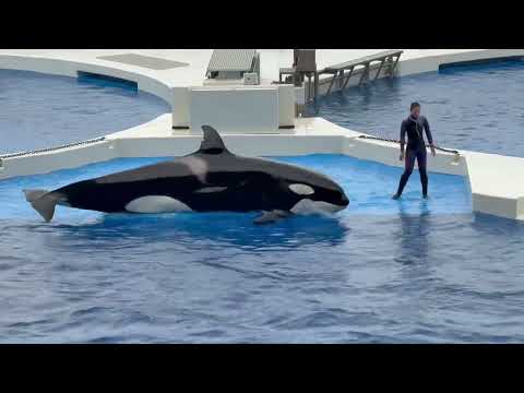 1回目オルカパフォーマンスより　須磨シーワールドにて　2025年12月25日 サムネイル