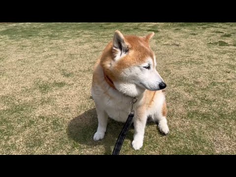 柴犬福 散歩で休憩中の柴犬🤩Shiba-Walk🤩 サムネイル