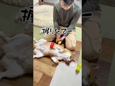 無防備すぎて草www　柴犬 shorts サムネイル
