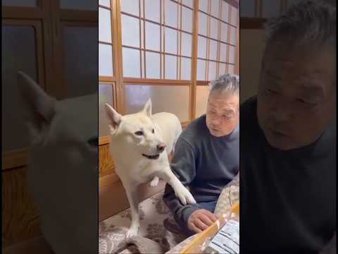 2階にあがりたくて本日8回目のおねだりをする保護犬と愛犬にはいつも甘々なジィちゃんの格闘 保護犬 おじいちゃん おじい… サムネイル