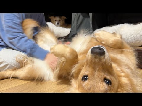 ママの帰宅が嬉しすぎて喜びの舞を披露する犬が可愛すぎる...!!【ボーダーコリー・ゴールデンレトリバー】 サムネイル