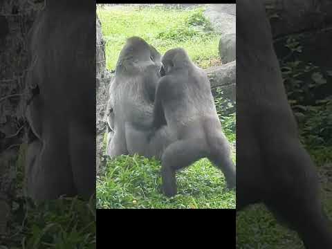 old married couple.Gorilla D'jeeco 27y6m old husband & wife… サムネイル