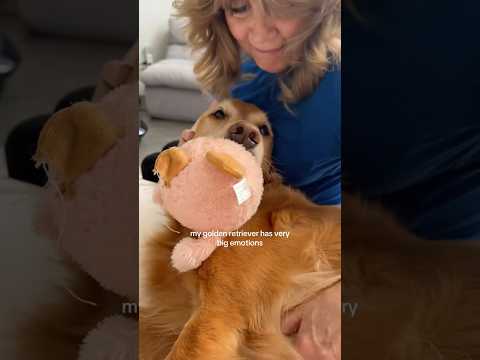 dog-tor coby to rescue🛟goldenpup puppy goldenpupppy dogbree… サムネイル