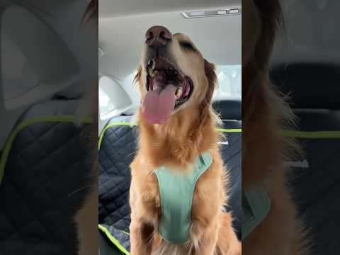 coming home to my golden retriever🥵goldenretreivers dog pup… サムネイル