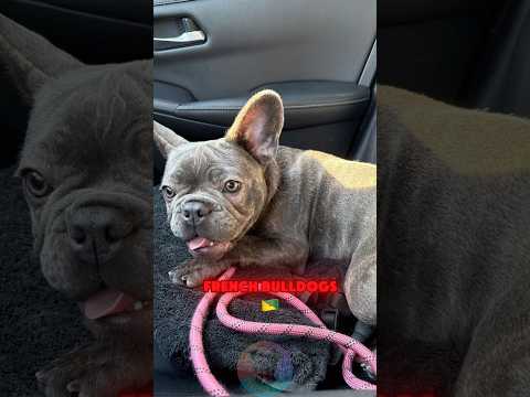 4 Biggest Complaints About French Bulldogs shorts dog pets… サムネイル