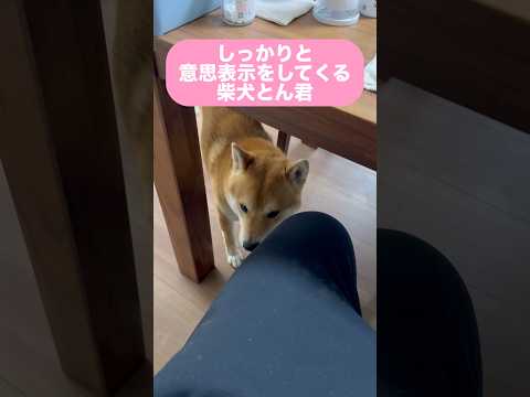 柴犬の主張　柴犬　柴犬とん サムネイル