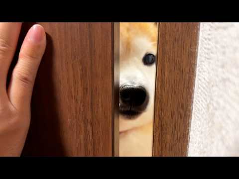 柴犬と１０秒別れてから再会してみると・・・ サムネイル