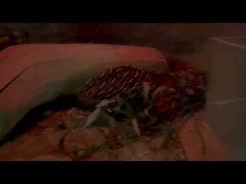 ウォ〜！ハリモグラが動いてる！　上野動物園にて　2026年2月6日 サムネイル