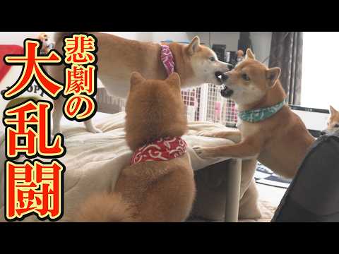 こたつの場所取り争いがとんでもないことになり、女子柴犬が落ち込んでしまいました・・・ サムネイル