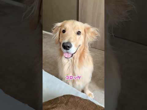 ボンバー！ᐠ( ᐛ )ᐟ大型犬 ゴールデンレトリバー サムネイル