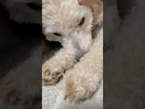 shorts タローちゃんリラックス　トイプードル　2025年12月23日 サムネイル