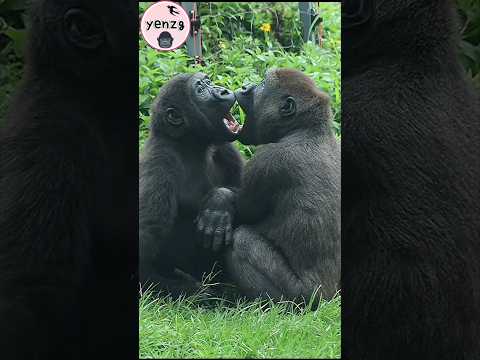 Cutest gorilla brothers💕🤣 gorillatag taipeizoo 金剛猩猩 台北市立動物園… サムネイル