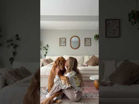 coming home to my golden retriever🤍goldenretreivers dog pup… サムネイル