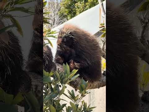 カナダヤマアラシ 浜松市動物園 IMG 8471