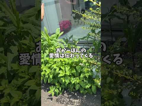 飼い主が迎えに来てくれたわ良いけれど… サムネイル