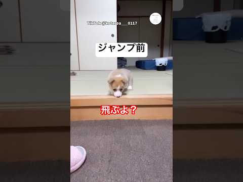 勇気を出して飛ぶ姿が可愛すぎる　コーギー　子犬　犬　かわいい犬 かわいい サムネイル