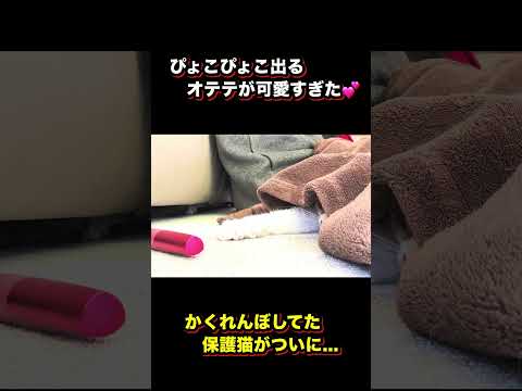 かくれんぼしてた保護猫がついに...。 サムネイル