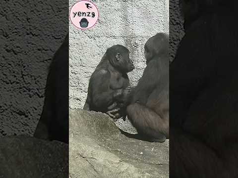 cute gorilla 🍼 taipeizoo 金剛猩猩 台北市立動物園 cuteanimals shorts サムネイル
