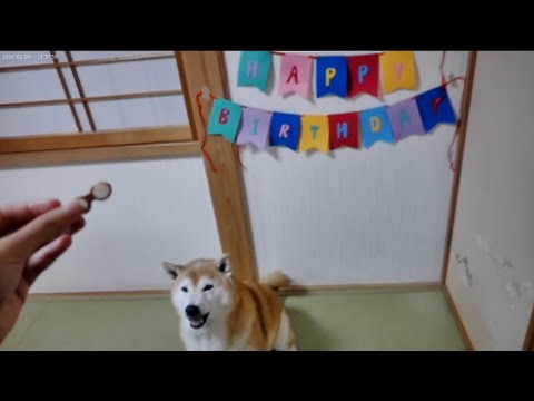 柴犬福 10歳の抱負を言いつつ、姉への口封じも忘れない柴犬🤣Sister and Shiba🤣 サムネイル