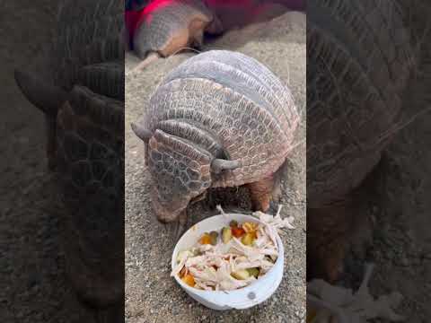 ギネス世界記録！？爆睡中から起きてごはんまでの記録は世界新記録並み！！動物 アルマジロ 面白い サムネイル