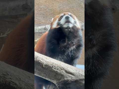 shorts 可愛い❤️もなかちゃん　レッサーパンダ　那須どうぶつ王国　2026年2月1日 サムネイル