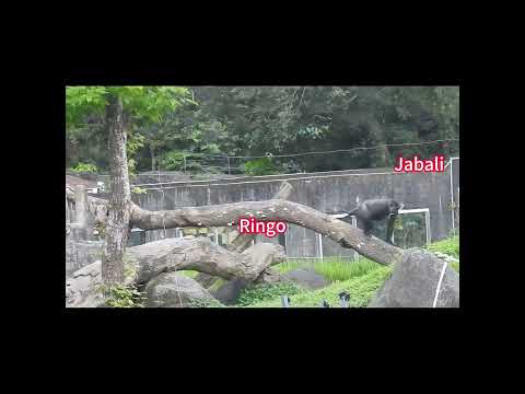 gorilla Tayari 15y2 old mom & son Jabali 5y5m old & nephew… サムネイル