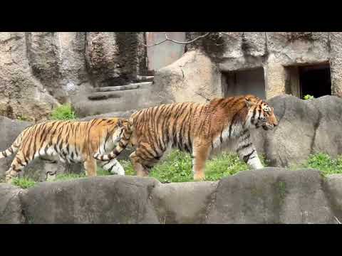 ジャレつくローラさんにおどけるソーンさん　アムールトラ　浜松市動物園にて　2026年4月5日 サムネイル
