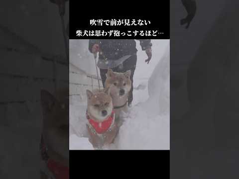 吹雪が凄すぎて柴犬は思わず抱っこをせがみ… shibainu 吹雪 青森 サムネイル