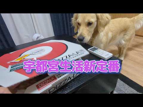 新たな宇都宮生活のお楽しみ定番化。ゴールデンレトリバーティト サムネイル