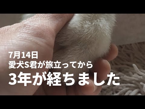 愛犬S君が旅立ってから3年が経ちました🐕 サムネイル