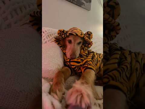 coming home to my golden retriever❤️india retreiver dog pup… サムネイル