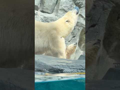 shorts ママぁ〜 それボクのぉ〜♪   ホッキョクグマの親子　秋田県男鹿水族館GAOにて2026年4月30日