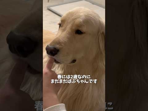 私の指をパクッとするのが好きな麹くん🥰ゴールデンレトリバー goldenretriever 犬と2人暮らし サムネイル