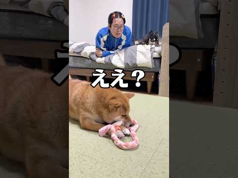 一緒にいたいんだよね🩵 柴犬 チワワ shorts サムネイル