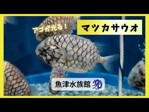 【魚津水族館】魚津水族館が世界で初めて発光を発見！アゴが光る「マツカサウオ」✨ サムネイル