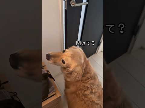 言いたい事顔に出すぎる犬 ゴールデンレトリバー 大型犬のいる生活 goldenretreiver 大型犬と子供